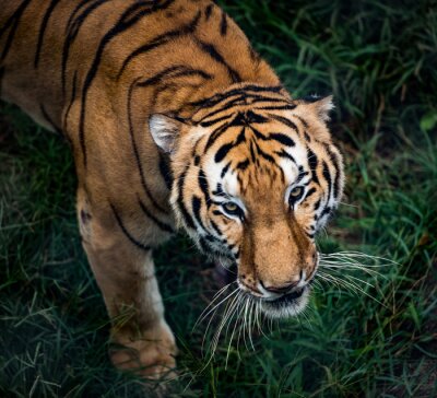 Tigre du Bengale en mouvement et herbe verte