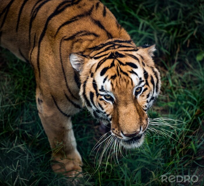 Papier peint  Tigre du Bengale en mouvement et herbe verte