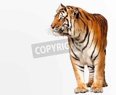 Papier peint  Tigre du Bengale sur fond blanc