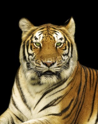 Papier peint  Tigre du Bengale sur fond noir