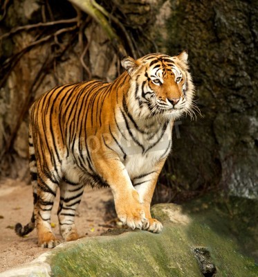 Papier peint  Tigre en mouvement dans l'enclos