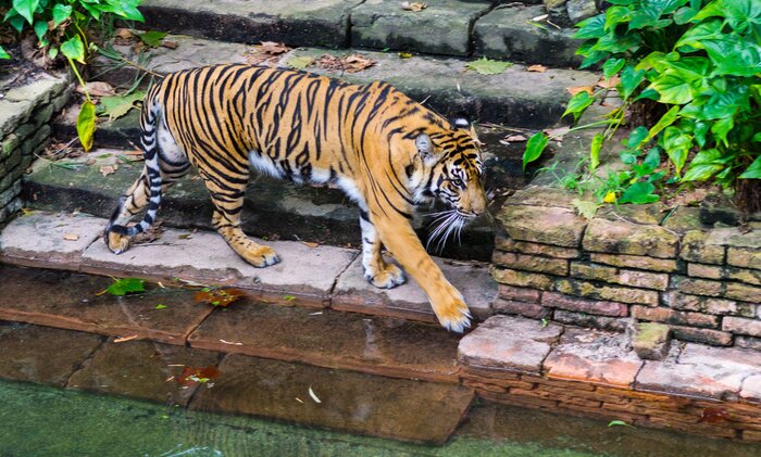 Papier peint  Tigre en train de boire à l'abreuvoir