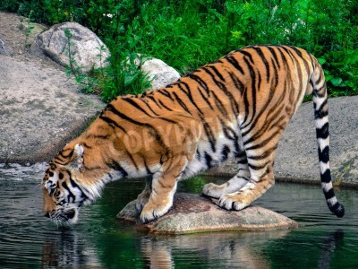 Papier peint  Tigre en train de boire de l'eau