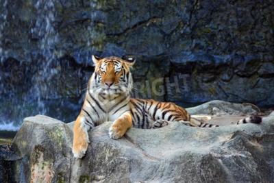 Papier peint  Tigre endormi sur les rochers