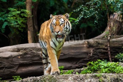 Papier peint  Tigre majestueux dans la forêt