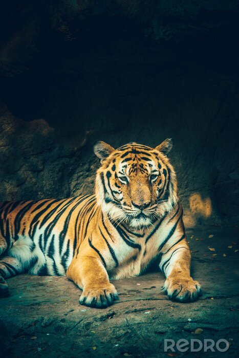 Papier peint  Tigre majestueux sur fond de rocher
