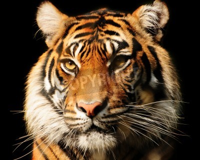 Papier peint  Tigre majestueux sur fond noir