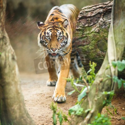 Papier peint  Tigre marchant dans la forêt