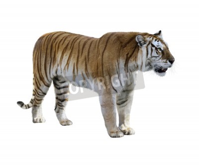 Papier peint  Tigre marron sur fond clair