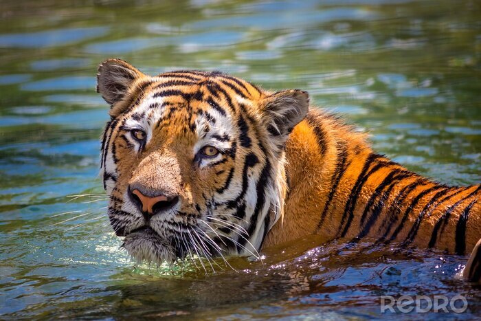 Papier peint  Tigre nageant dans l'eau