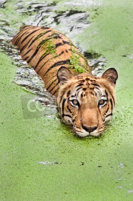 Papier peint  Tigre nageant dans les marécages
