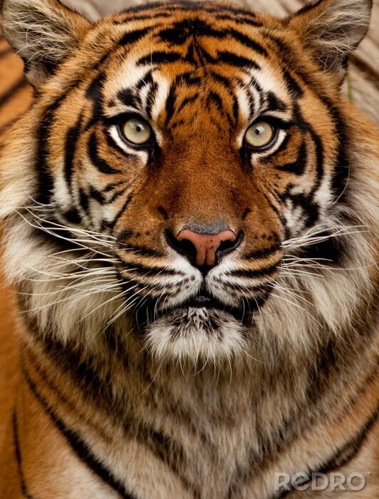 Papier peint  Tigre prédateur gros plan