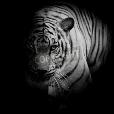 Papier peint  Tigre représentation en noir et blanc