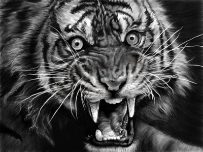 Papier peint  Tigre sauvage en noir et blanc