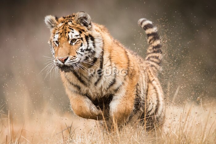 Papier peint  Tigre sauvage en train de chasser