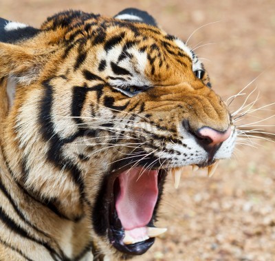 Papier peint  Tigre sauvage qui rugit