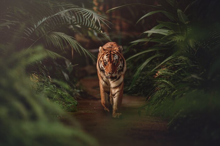 Papier peint  Tigre se promenant dans une jungle tropicale