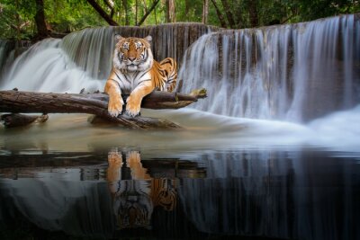 Papier peint  Tigre se reposant près d'une chute d'eau dans une jungle