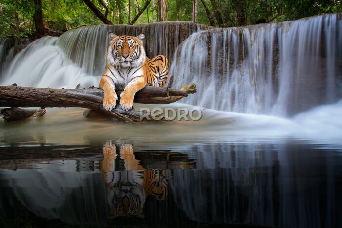Papier peint  Tigre se reposant près d'une chute d'eau dans une jungle