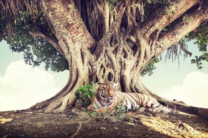 Papier peint  Tigre sous un grand arbre