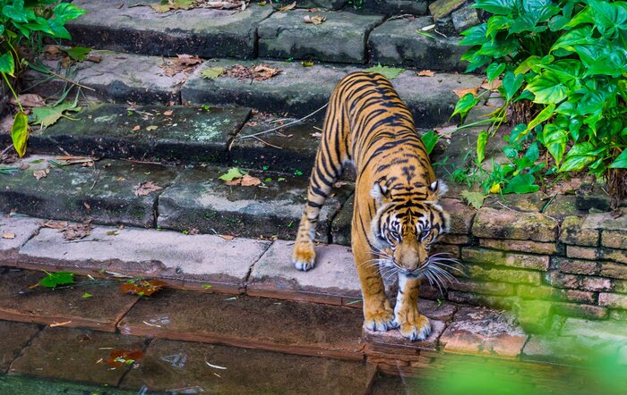 Papier peint  Tigre sur fond d'escalier en pierre
