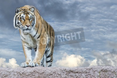 Papier peint  Tigre sur le ciel