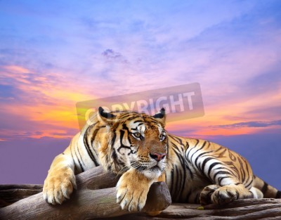 Papier peint  Tigre sur un ciel pastel