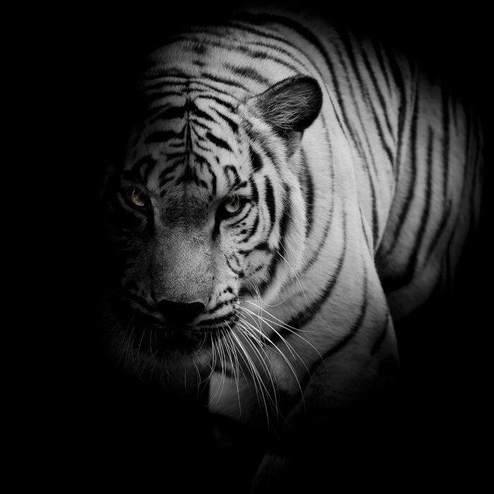 Papier peint  Tigre sur une photo en noir et blanc