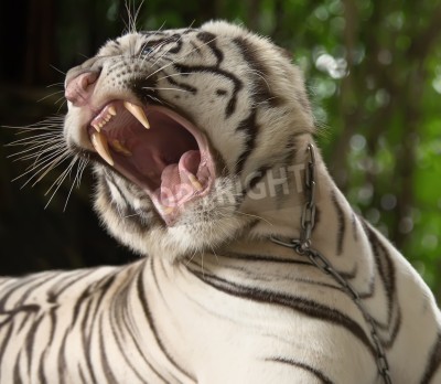 Papier peint  Tigre terrible dans la jungle