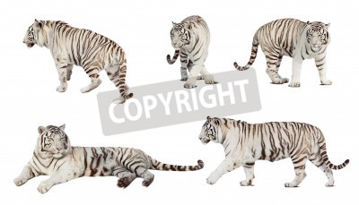 Papier peint  Tigres 3D sur fond blanc