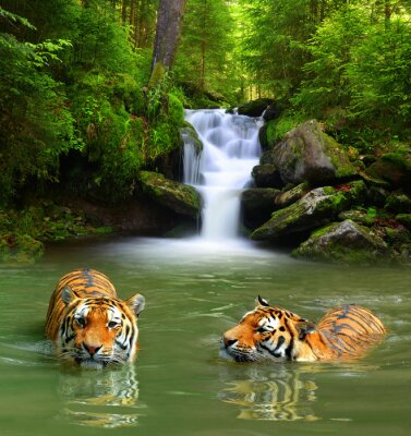 Papier peint  Tigres dans la rivière