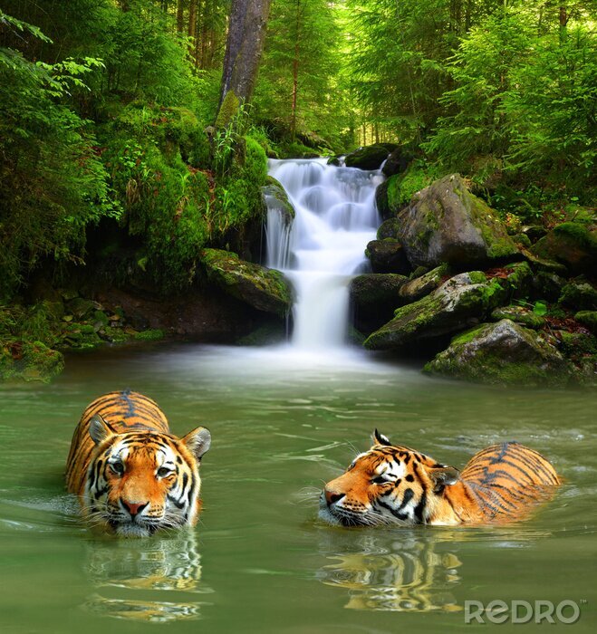 Papier peint  Tigres dans la rivière