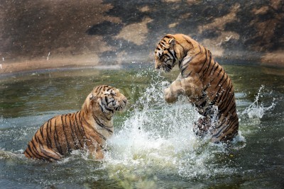 Papier peint  Tigres qui sautent dans l'eau