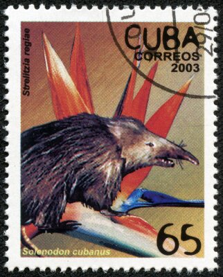 Papier peint  timbre montre cubanus solénodonte et regiae strelitzia