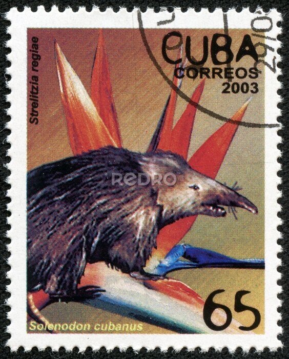 Papier peint  timbre montre cubanus solénodonte et regiae strelitzia