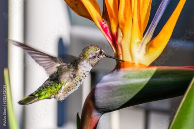 Papier peint  Tiny Anna's Hummingbird drinking nectar from a Bird of Paradise (Strelitzia reginae) flower in a San Francisco public park; California