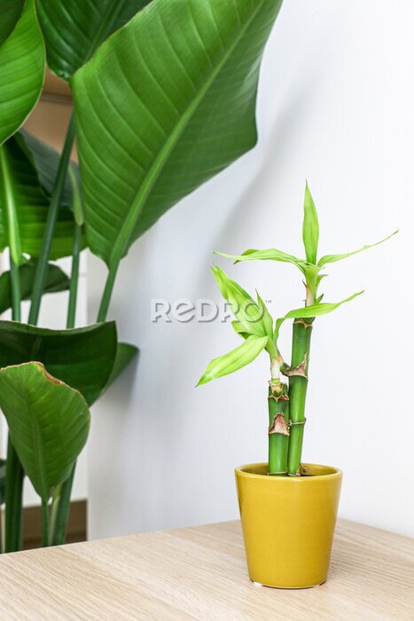 Papier peint  Tiny lucky bamboo plant (Dracaena sanderiana) on a wooden cabinet besides a Giant White Bird of Paradise plant (Strelitzia nicolai), decorating and freshening up home