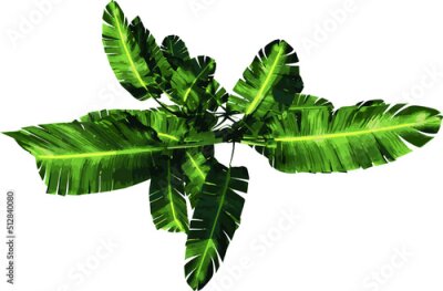 Papier peint  Top view of Plant (giant white bird of paradise Strelitzia nicolai 1) Tree illustration vector	