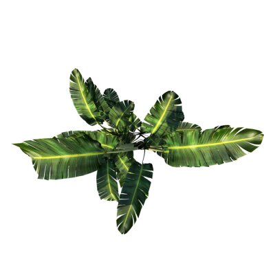 Papier peint  Top view of Plant (giant white bird of paradise Strelitzia nicolai 1) Tree png 