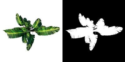 Papier peint  Top view of Plant (giant white bird of paradise Strelitzia nicolai 1) Tree png with alpha channel to cutout made with 3D render 