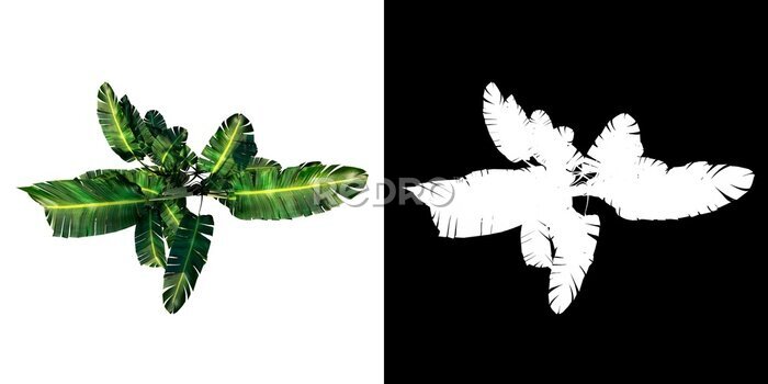 Papier peint  Top view of Plant (giant white bird of paradise Strelitzia nicolai 1) Tree png with alpha channel to cutout made with 3D render 