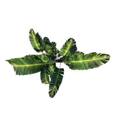 Papier peint  Top view of Plant (giant white bird of paradise Strelitzia nicolai 1) Tree white background 3D Rendering Ilustracion 3D