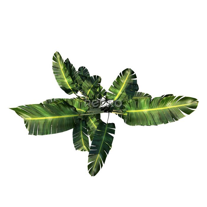 Papier peint  Top view of Plant (giant white bird of paradise Strelitzia nicolai 1) Tree white background 3D Rendering Ilustracion 3D