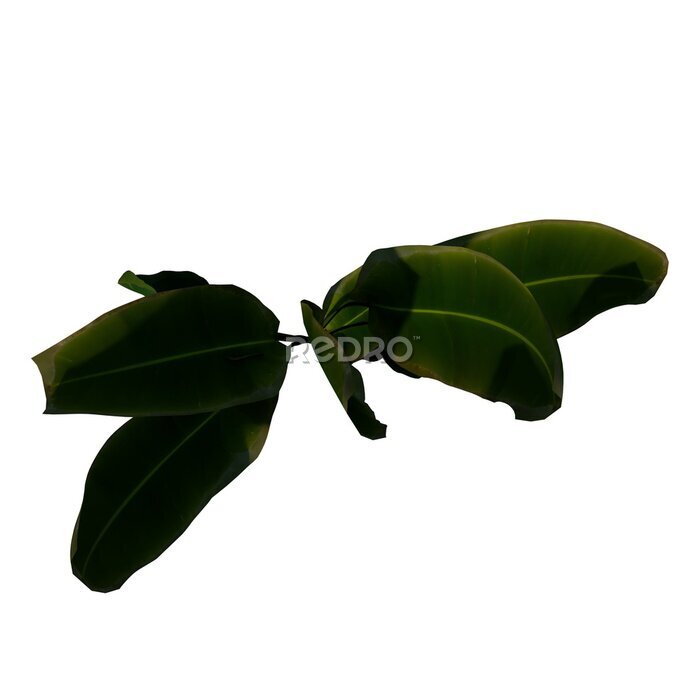 Papier peint  Top view of Plant (Strelitzia Nicolai Bird of Paradise 3) Tree png