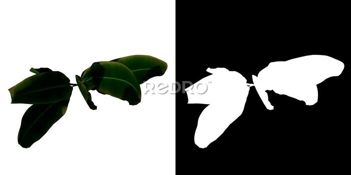 Papier peint  Top view of Plant (Strelitzia Nicolai Bird of Paradise 3) Tree png with alpha channel to cutout made with 3D render 