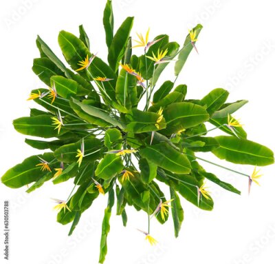 Papier peint  Top view of Strelitzia reginae - Crane Flower - Bird of Paradise