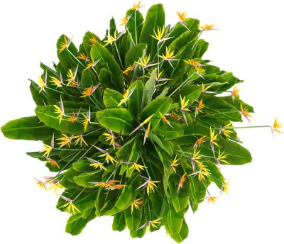 Papier peint  Top view of Strelitzia reginae - Crane Flower - Bird of Paradise