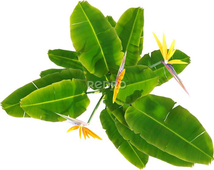 Papier peint  Top view of Strelitzia reginae - Crane Flower - Bird of Paradise