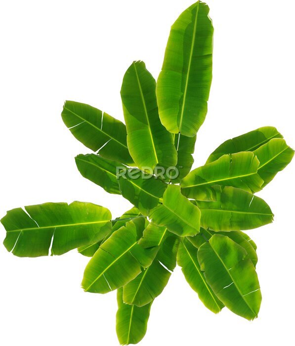 Papier peint  Top view of Strelitzia reginae - Crane Flower - Bird of Paradise