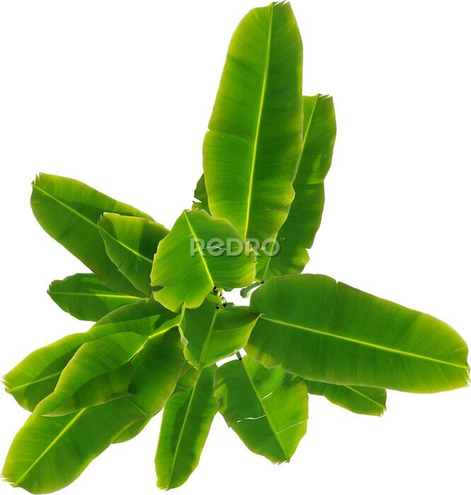 Papier peint  Top view of Strelitzia reginae - Crane Flower - Bird of Paradise